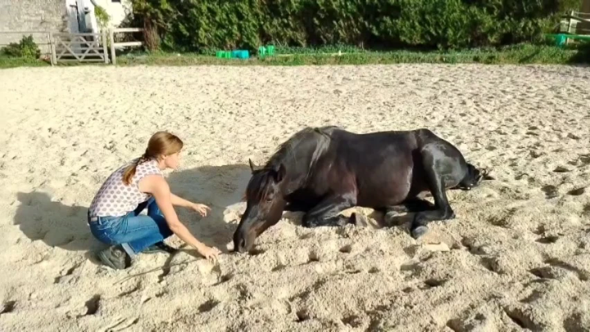 Emilie de Cooker fait allonger un cheval noir dans une carrière.