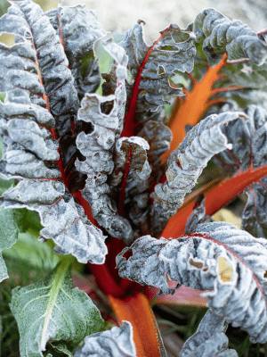 Notre jardin au Clos du Marronnier à côté de Bayeux