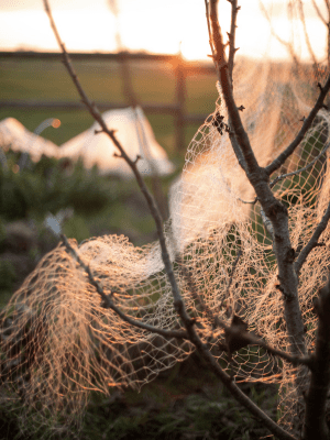 Chevaux prêts à sortir de a carrière du Clos du Marronnier.