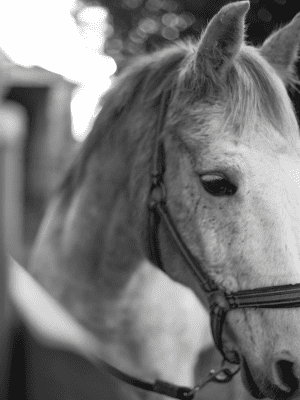 L'épouvantail du Clos du Marronnier à côté de Bayeux
