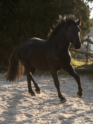 La relation entre un cheval et son cavalier