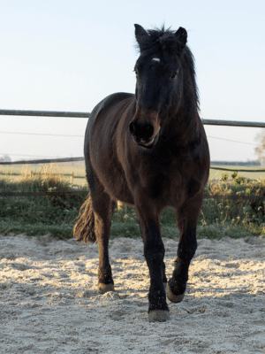 Flaminco, un amour de cheval