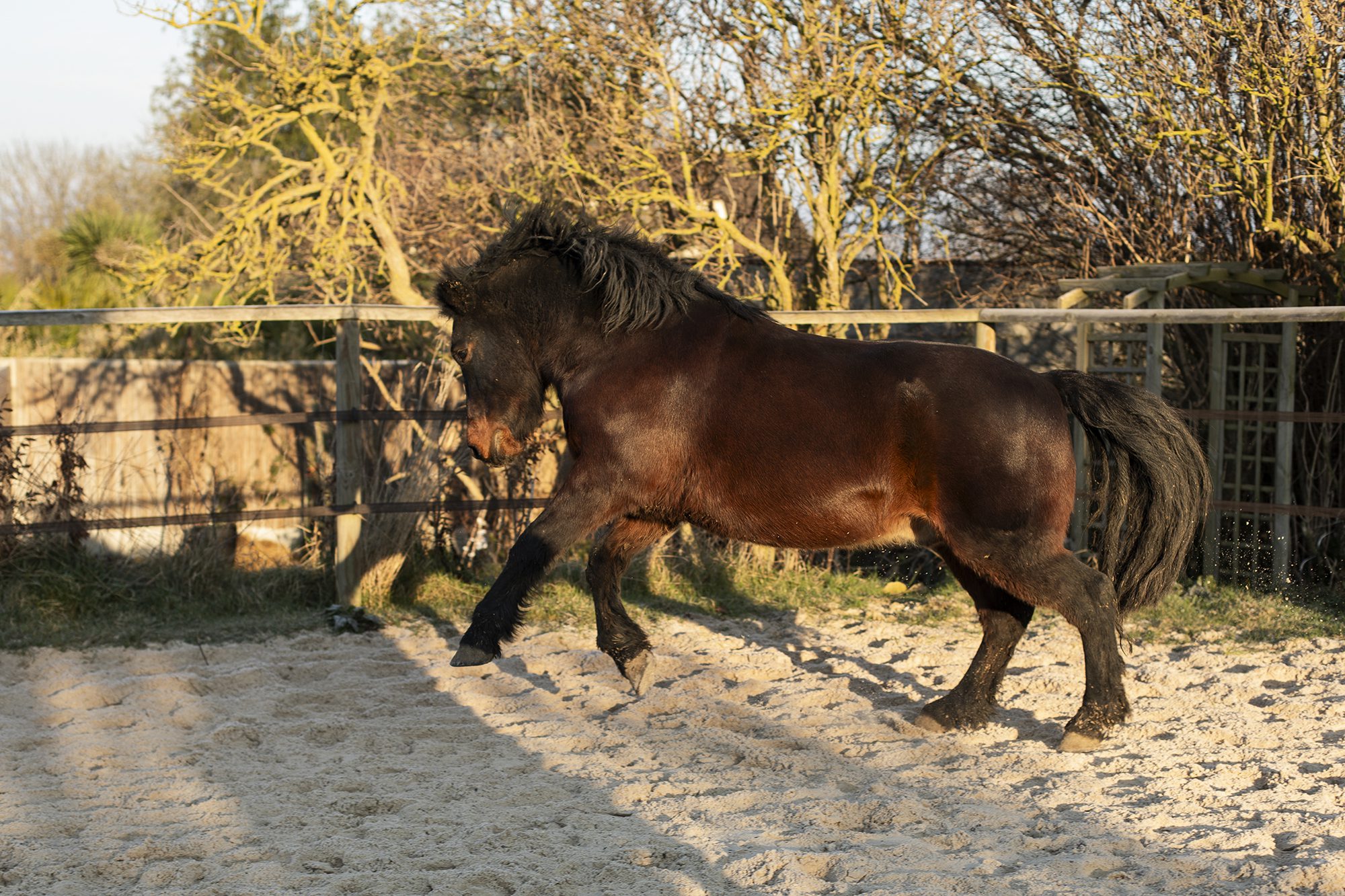 Equicoaching : le cheval miroir de l'autre